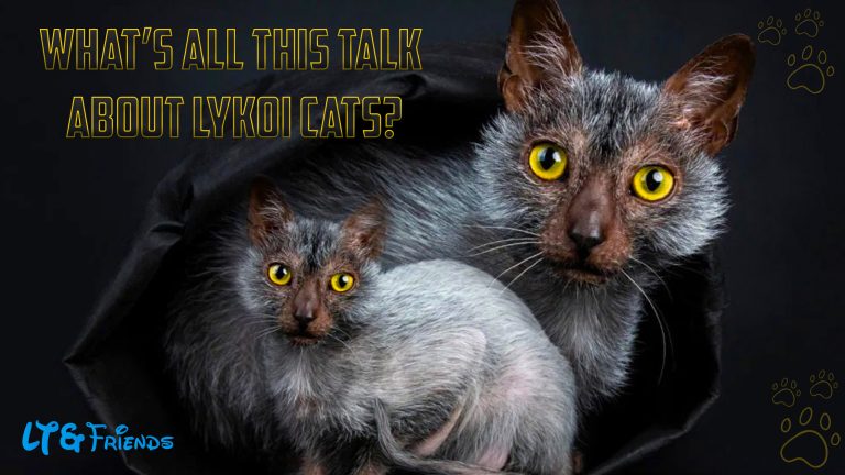 What’s All This Talk About Lykoi Cats?